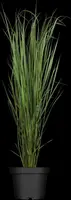 Panicum virgatum 'Northwind' (Vingergras 'Northwind') - afbeelding 1