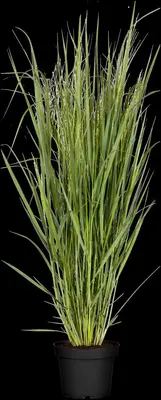 Panicum virgatum 'Northwind' (Vingergras 'Northwind') - afbeelding 8