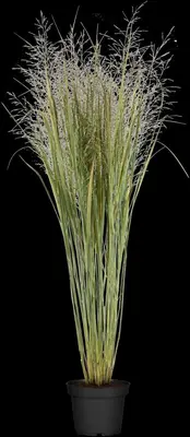 Panicum virgatum 'Northwind' (Vingergras 'Northwind') - afbeelding 13
