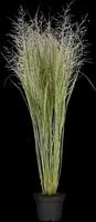 Panicum virgatum 'Northwind' (Vingergras 'Northwind') - afbeelding 13