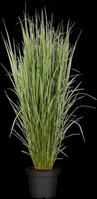 Panicum virgatum 'Northwind' (Vingergras 'Northwind') - afbeelding 7