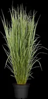 Panicum virgatum 'Northwind' (Vingergras 'Northwind') - afbeelding 7