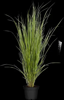 Panicum virgatum 'Northwind' (Vingergras 'Northwind') - afbeelding 9