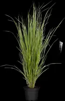 Panicum virgatum 'Northwind' (Vingergras 'Northwind') - afbeelding 9