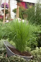 Panicum virgatum 'Northwind' (Vingergras 'Northwind') - afbeelding 2