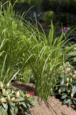 Panicum virgatum 'Northwind' (Vingergras 'Northwind') - afbeelding 3
