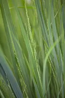 Panicum virgatum 'Northwind' (Vingergras 'Northwind') - afbeelding 4
