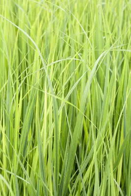 Panicum virgatum 'Northwind' (Vingergras 'Northwind') - afbeelding 5