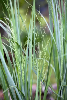 Panicum virgatum 'Northwind' (Vingergras 'Northwind') - afbeelding 10
