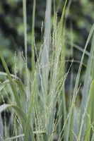 Panicum virgatum 'Northwind' (Vingergras 'Northwind') - afbeelding 11