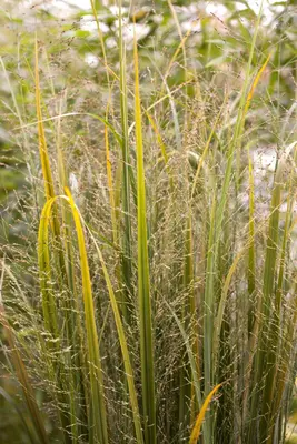Panicum virgatum 'Northwind' (Vingergras 'Northwind') - afbeelding 14