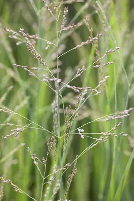 Panicum virgatum 'Northwind' (Vingergras 'Northwind') - afbeelding 17