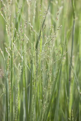Panicum virgatum 'Northwind' (Vingergras 'Northwind') - afbeelding 18