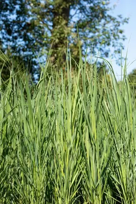 Panicum virgatum 'Northwind' (Vingergras 'Northwind') - afbeelding 19
