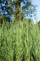Panicum virgatum 'Northwind' (Vingergras 'Northwind') - afbeelding 19