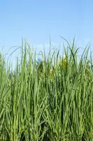 Panicum virgatum 'Northwind' (Vingergras 'Northwind') - afbeelding 20