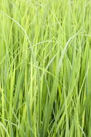 Panicum virgatum 'Northwind' (Vingergras 'Northwind') - afbeelding 5