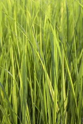 Panicum virgatum 'Northwind' (Vingergras 'Northwind') - afbeelding 6