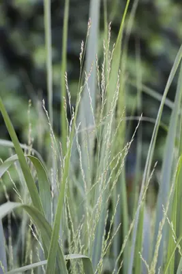 Panicum virgatum 'Northwind' (Vingergras 'Northwind') - afbeelding 11