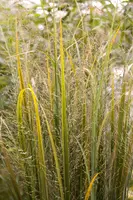 Panicum virgatum 'Northwind' (Vingergras 'Northwind') - afbeelding 14