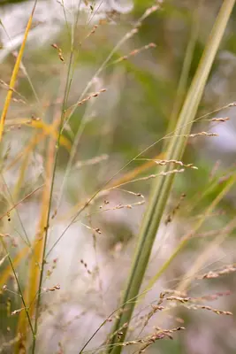 Panicum virgatum 'Northwind' (Vingergras 'Northwind') - afbeelding 15