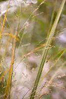 Panicum virgatum 'Northwind' (Vingergras 'Northwind') - afbeelding 15