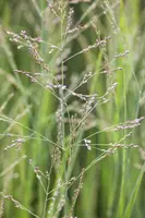 Panicum virgatum 'Northwind' (Vingergras 'Northwind') - afbeelding 17