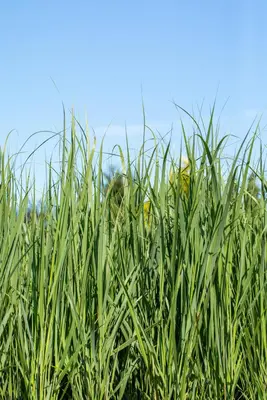 Panicum virgatum 'Northwind' (Vingergras 'Northwind') - afbeelding 20
