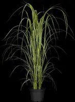Panicum virgatum 'Northwind' (Vingergras 'Northwind') - afbeelding 12