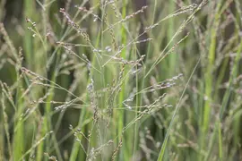 Panicum virgatum 'Northwind' (Vingergras 'Northwind') - afbeelding 16