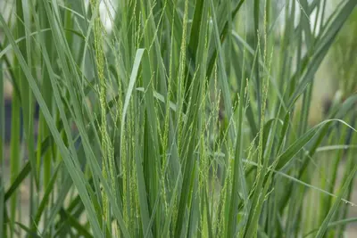 Panicum virgatum 'Northwind' (Vingergras 'Northwind') - afbeelding 21