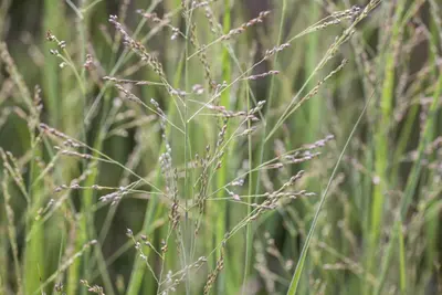 Panicum virgatum 'Northwind' (Vingergras 'Northwind') - afbeelding 16