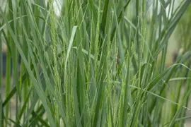 Panicum virgatum 'Northwind' (Vingergras 'Northwind') - afbeelding 21