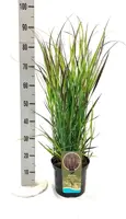 Panicum virgatum 'Nosferatu' (Vingergras) 80cm - afbeelding 4