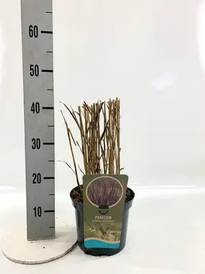 Panicum virgatum 'Nosferatu' (Vingergras) 80cm - afbeelding 2