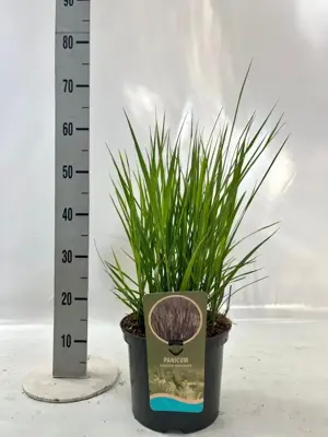 Panicum virgatum 'Nosferatu' (Vingergras) 80cm - afbeelding 3