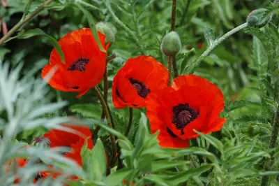 Papaver orientale 'Beauty of Livermere' (Oosterse papaver 'Beauty of Livermere') - afbeelding 1