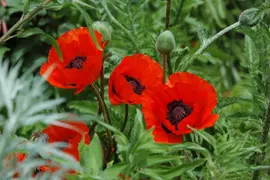 Papaver orientale 'Beauty of Livermere' (Oosterse papaver 'Beauty of Livermere') - afbeelding 1
