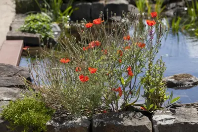 Papaver orientale (Oosterse klaproos) - afbeelding 3