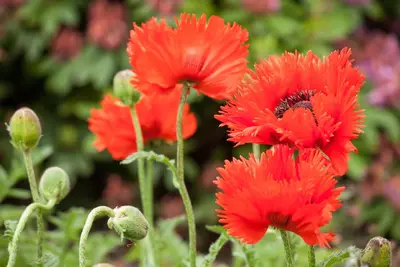 Papaver orientale (Oosterse klaproos) - afbeelding 4