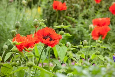 Papaver orientale (Oosterse klaproos) - afbeelding 6