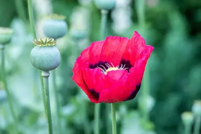 Papaver orientale (Oosterse klaproos) - afbeelding 9