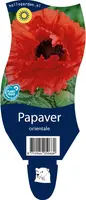 Papaver orientale (Oosterse klaproos) - afbeelding 1
