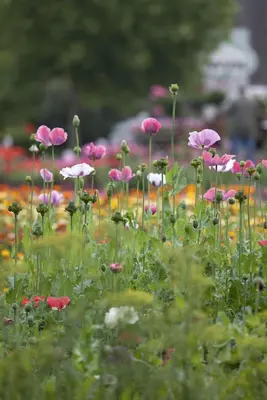 Papaver orientale (Oosterse klaproos) - afbeelding 2