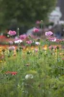 Papaver orientale (Oosterse klaproos) - afbeelding 2