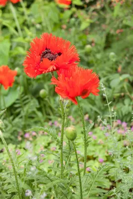 Papaver orientale (Oosterse klaproos) - afbeelding 5