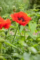 Papaver orientale (Oosterse klaproos) - afbeelding 7