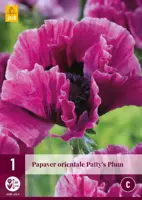 Papaver orientale pattys plum 1 stuks kopen?