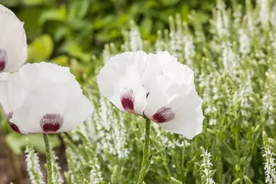 Papaver Orientale Perry S White (Oosterse papaver) - afbeelding 4