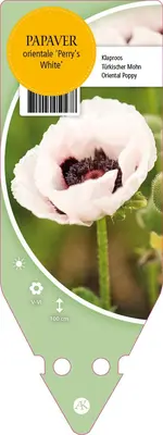 Papaver Orientale Perry S White (Oosterse papaver) - afbeelding 1